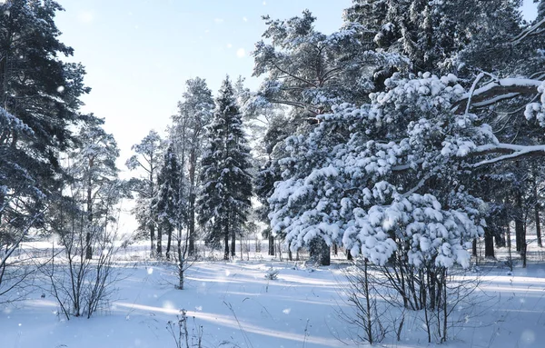 Floresta pinhal mágica na estação de inverno na neve — Fotografia de Stock