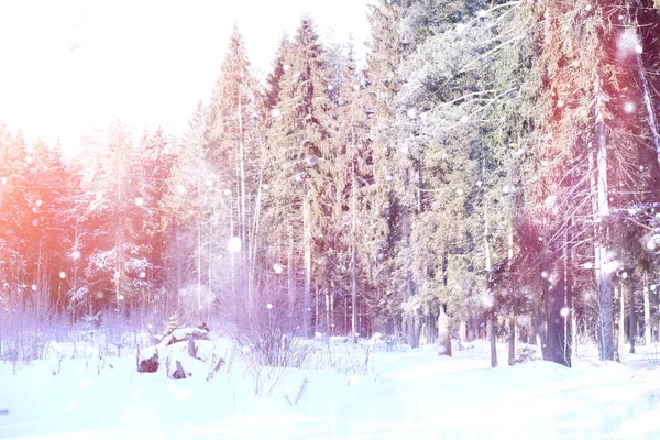 Winter forest op een zonnige dag. In het bos op een besneeuwd landschap — Stockfoto