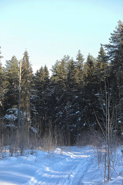 Winter forest covered with snow — Stock Photo, Image