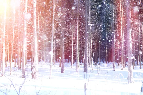 Winter forest op een zonnige dag. In het bos op een besneeuwd landschap — Stockfoto