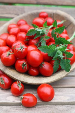 Taze domates bitki bir ahşap kase