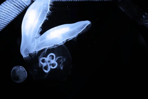 Niebieski jellyfish pływać pod wodą — Zdjęcie stockowe
