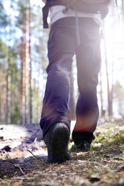 Bir turist bir çam ormanı ile bir sırt çantası içinde bir adamdır. A tr hiking