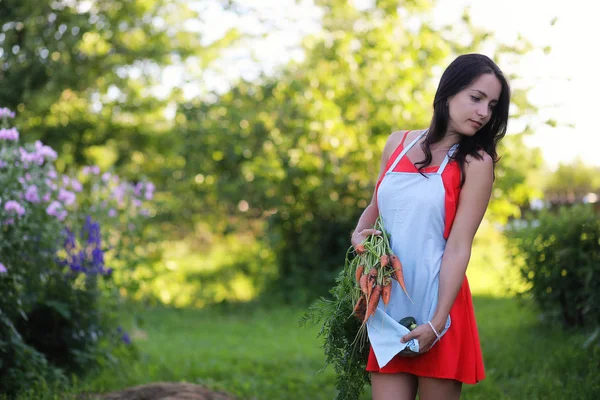 Lány a betakarítás zöldség a kertben — Stock Fotó