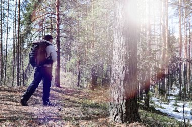 Bir turist bir çam ormanı ile bir sırt çantası içinde bir adamdır. A tr hiking