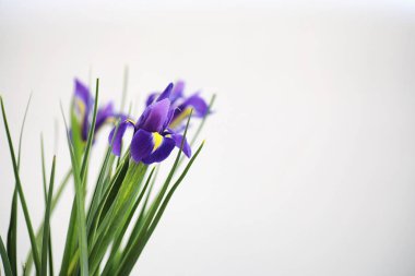 Beyaz bir arka plan üzerinde mor süsen