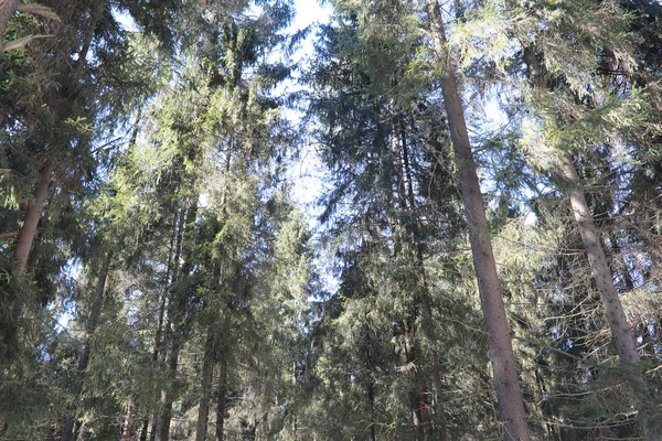 Вершини вічнозелених дерев на фоні неба — стокове фото