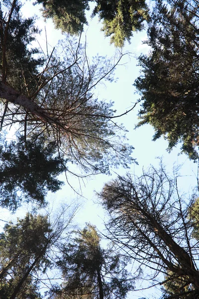 De toppen van groenblijvende bomen tegen de hemel — Stockfoto