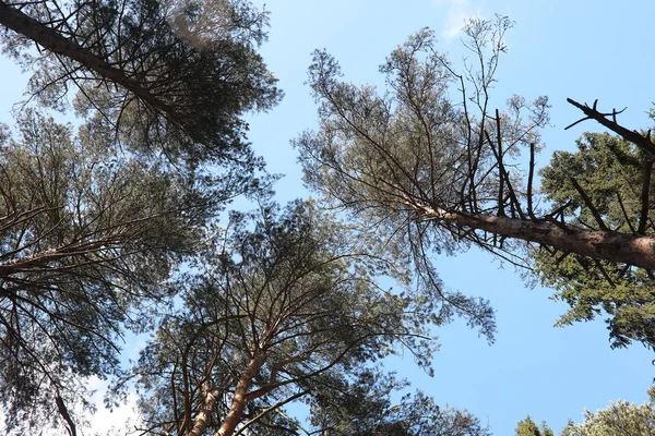 Las copas de árboles siempreverdes contra el cielo — Foto de Stock