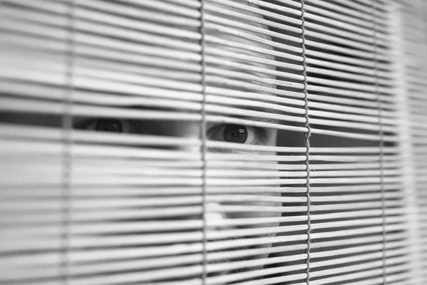 Through wooden blinds the man looks — Stock Photo, Image