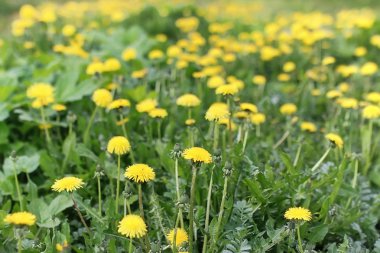 Çocuklu bir parkta güzel kız