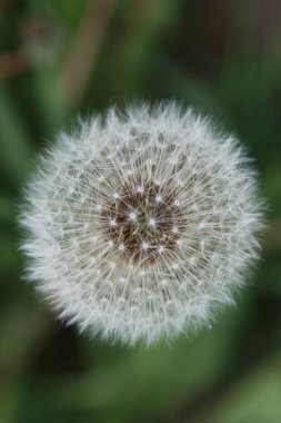 çiftlik doğada açık