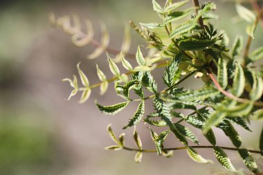 Bahar doğa. Yaprakları ve çalılar ilk yeşil yaprakları ile 