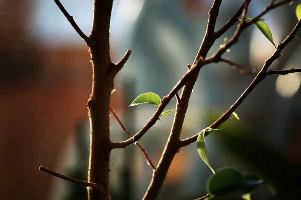 Small leaf on a branch — Stock Photo, Image