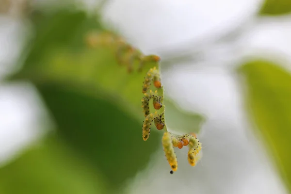 Θεραπεία των φυτών από τα έντομα — Φωτογραφία Αρχείου