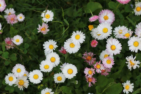 Bauernhof in freier Natur — Stockfoto