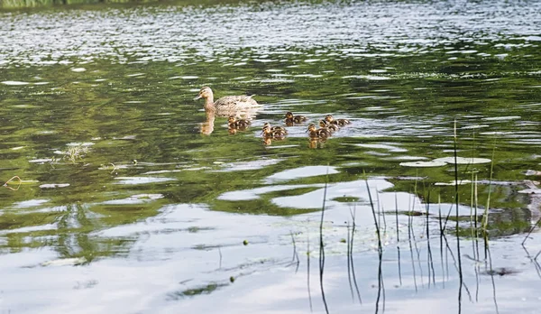 Birds on the pond. A flock of ducks and pigeons by the water. Mi — Stock Photo, Image