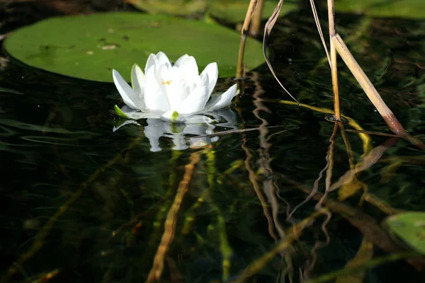 Nénuphar blanc — Photo