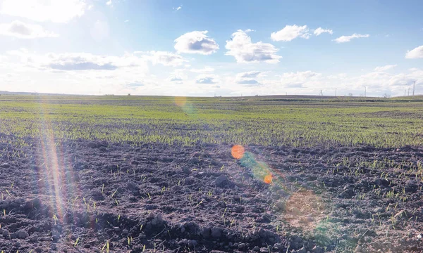 El paisaje es verano. Árboles verdes y hierba en una tierra rural — Foto de Stock