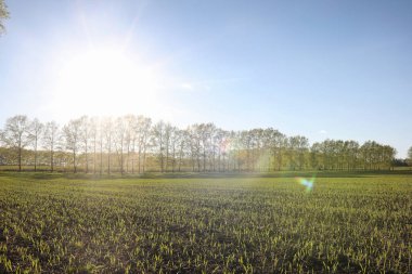 Yatay yaz mevsimindeyiz. Yeşil ağaç ve otların arasında kırsal arazi