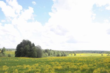 Yatay yaz mevsimindeyiz. Yeşil ağaç ve otların arasında kırsal arazi