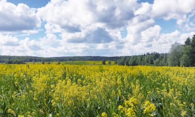 Yatay yaz mevsimindeyiz. Yeşil ağaç ve otların arasında kırsal arazi
