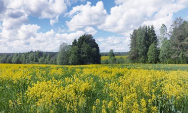 Yatay yaz mevsimindeyiz. Yeşil ağaç ve otların arasında kırsal arazi