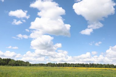 Yatay yaz mevsimindeyiz. Yeşil ağaç ve otların arasında kırsal arazi