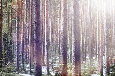 Çam ormanı içinde kar altında baharın başlangıcı. Orman BM