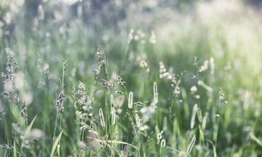 Yatay yaz mevsimindeyiz. Yeşil ağaç ve otların arasında kırsal arazi