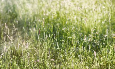 Yatay yaz mevsimindeyiz. Yeşil ağaç ve otların arasında kırsal arazi