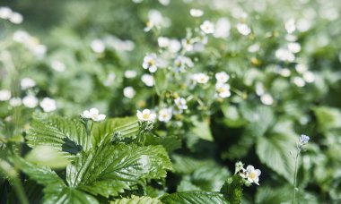 Yatay yaz mevsimindeyiz. Yeşil ağaç ve otların arasında kırsal arazi