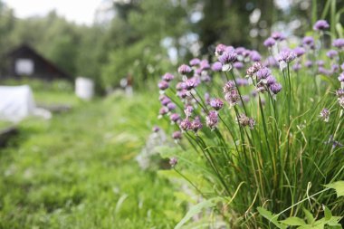 Yatay yaz mevsimindeyiz. Yeşil ağaç ve otların arasında kırsal arazi
