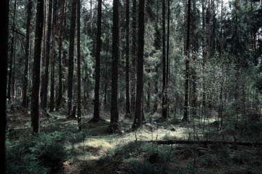 Çam ormanı. Bir ormanın derinliklerinde. Orman yolları ile yolculuk. T