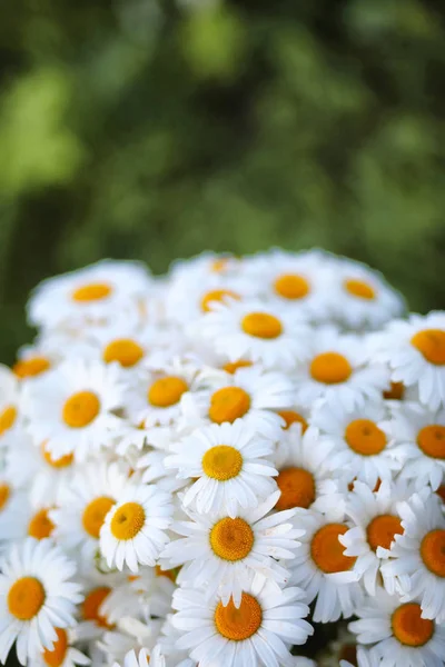 Grande bouquet di camomille da campo — Foto Stock