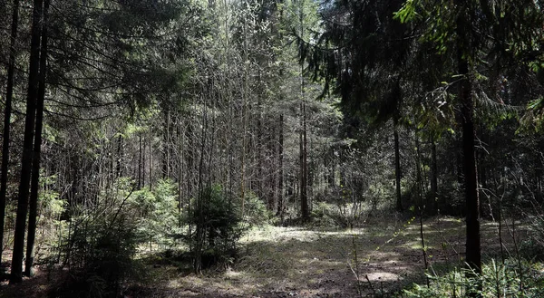 Une forêt de pins. Profondeur d'une forêt. Voyage à travers les chemins forestiers. T — Photo