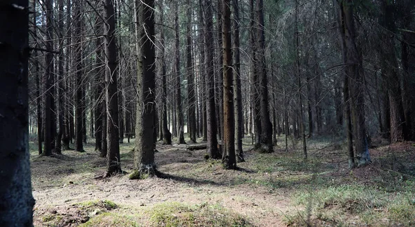 Tallskog. Djupet av en skog. Resa genom skogsstigar. T — Stockfoto