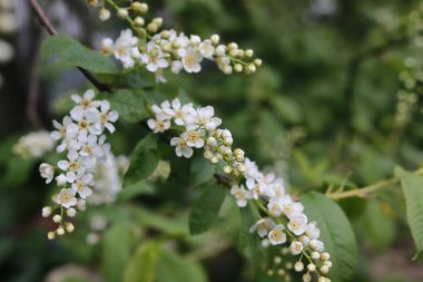 bahar makro yaprak ve çiçek yeni yaşam