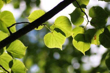 yaprak ağaç arka plan arka ışık güneş ışığı
