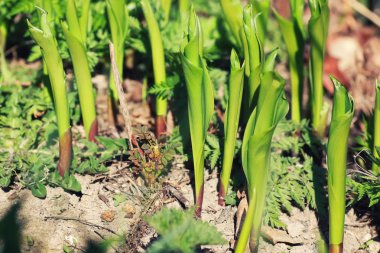 çim ve çiçek bir alanda bahar