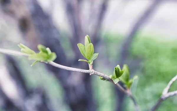 Paesaggio è estate. Alberi verdi ed erba in un terreno di campagna — Foto Stock