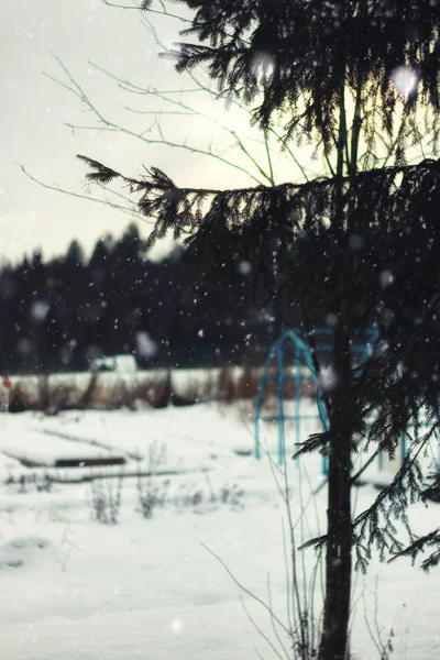 Abeto Inverno de árvore — Fotografia de Stock