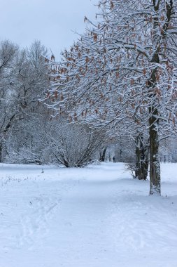 kış kar üzerinde ağaç Parkı