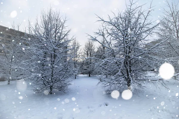 Krajobraz gołe gałęzie w zimie — Zdjęcie stockowe