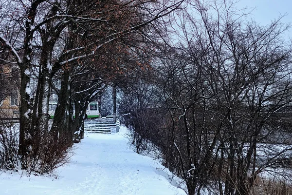Aleja drzew parku zimowych — Zdjęcie stockowe