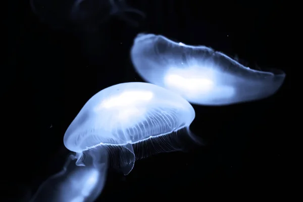 Blue jellyfish swim under water — Stock Photo, Image