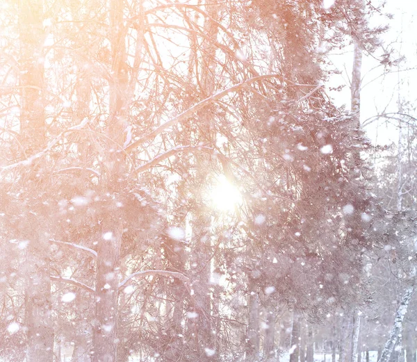 Winter landschap sneeuw bedekt uitgestrekte. Een park in de winter in — Stockfoto