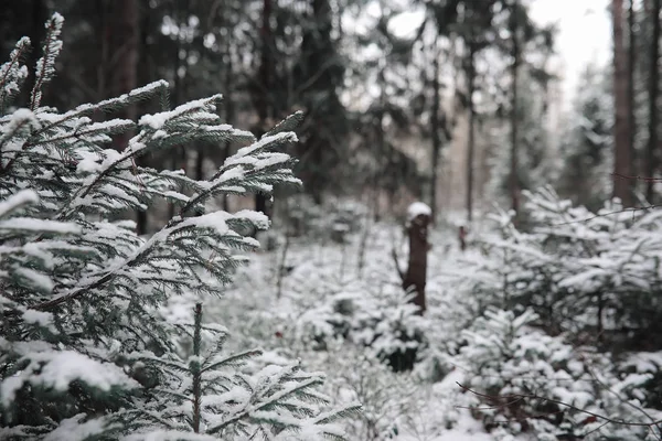 Зимовий ліс. Пейзаж зимового лісу в сонячний день. Сніг-c — стокове фото