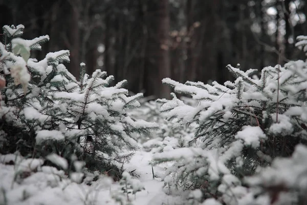 Winter forest. Landscape of winter forest on a sunny day. Snow-c