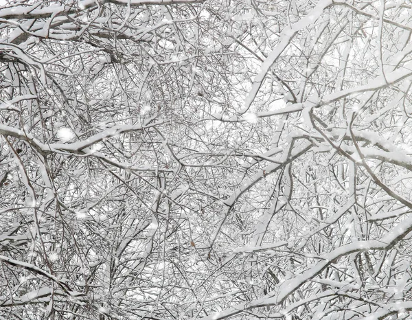 Parco invernale sotto la neve. Una tempesta di neve nel parco cittadino. Parco f — Foto Stock